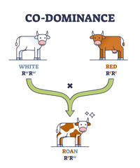 Co-dominance as alleles heterozygote expression inheritance outline diagram. Labeled educational genetic example with white or red parent cows and roan offspring outcome potential vector illustration. - obrazy, fototapety, plakaty