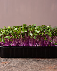 Red cabbage microgreens on a dark background.