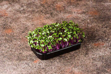 Red cabbage microgreens on a dark background.