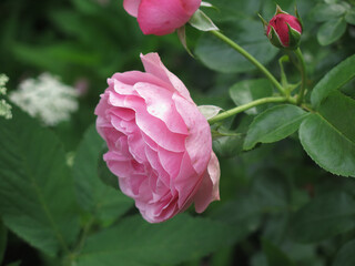 luxurious pink roses bloom in the garden in summer