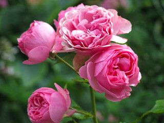 luxurious pink roses bloom in the garden in summer
