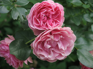 luxurious pink roses bloom in the garden in summer