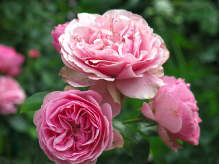 Obraz premium luxurious pink roses bloom in the garden in summer
