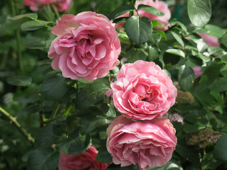 luxurious pink roses bloom in the garden in summer
