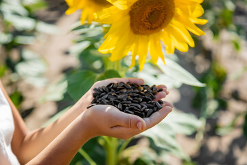 The child holds sunflower seeds in her hands. Selective focus.