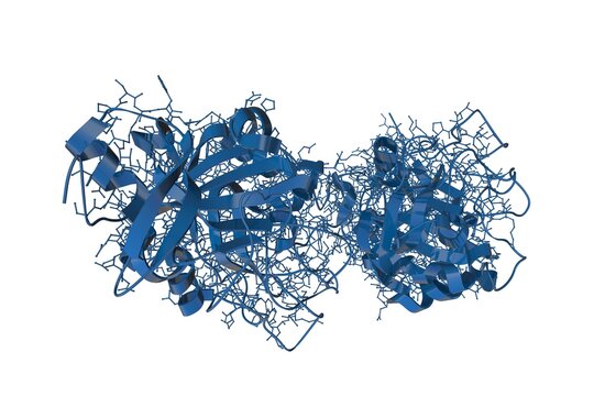 Crystal structure and molecular model of human intelectin-1, also known as omentin. Rendering with differently colored protein chains based on protein data bank. 3d illustration