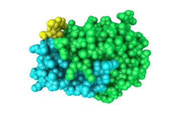 Space-filling molecular model of human cathepsin D in complex with macrocyclic inhibitor 14. Rendering with differently colored protein chains based on protein data. 3d illustration