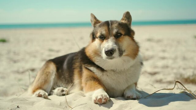 closeup of cute funny welsh corgi dog lying on sand on sunny beach with blue sky background. dog is funny scratching his nose with his paw and tumbling in sand.