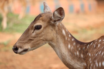 deer in the forest