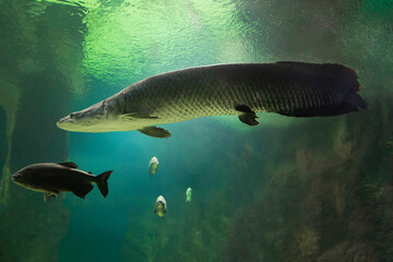 Fish under water. Arapaima fish - Pirarucu Arapaima gigas one largest freshwater fish. Fish in the aquarium behind glass.	