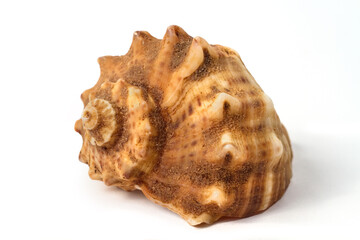A close-up of a sea shell on a white background.