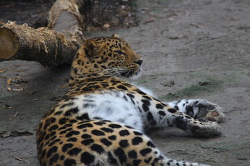 the far Eastern leopard