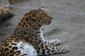 the far Eastern leopard