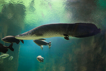 Fish under water. Arapaima fish - Pirarucu Arapaima gigas one largest freshwater fish. Fish in the...