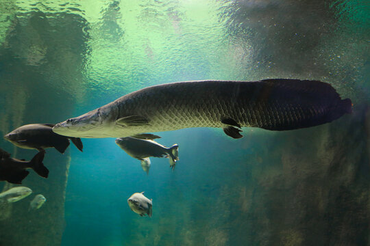 Fish under water. Arapaima fish - Pirarucu Arapaima gigas one largest freshwater fish. Fish in the aquarium behind glass.	