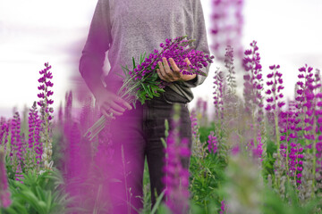 Woman in a field of violet lupine flovers(Lupinus polyphyllus) with a bouquet in her hands.