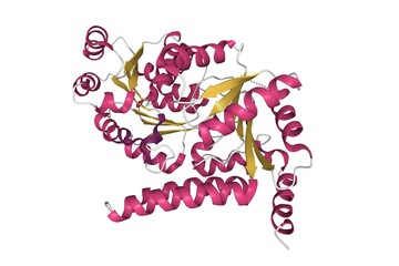Structure of human RECQL5 helicase APO form. 3D cartoon model, secondary structure color scheme, PDB 5lb8, white background