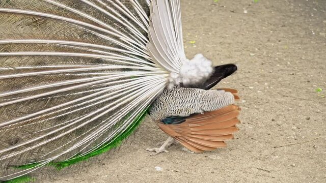 The peacock spread its beautiful tail. The mating dance of the male.