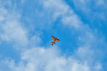 A brown kite flew into the blue sky.