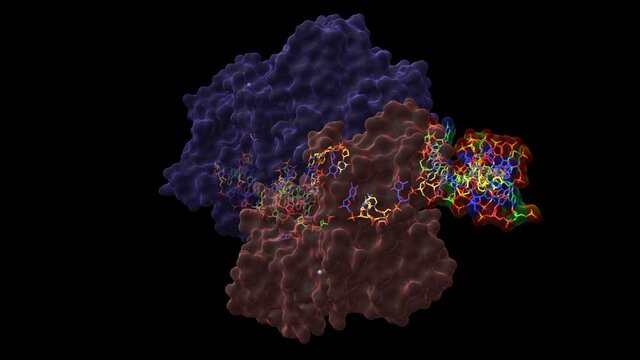 Structure of human RECQ-like helicase in complex with DNA. Animated 3D cartoon and Gaussian surface models in two perpendicular projections, PDB 2wwy, black background