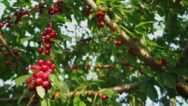 Summer fruit garden. Cherry tree in the sunshine. Cherries on a tree ready to harvest. Picking cherries. Sweet fruit tree in orchard.