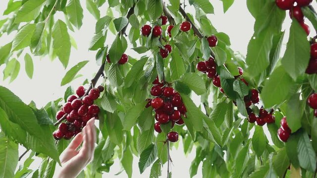 Cherries hanging on a cherry tree branch. Woman picking cherries from tree. Gardening. Summer fruit garden. Harvest time.