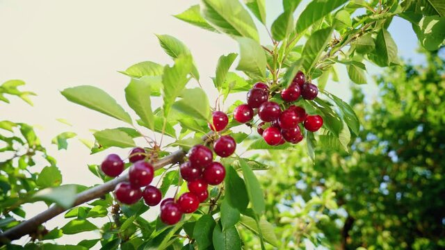 Sun shining through the branches of the sweet cherry. Ripe fruits hanging from a cherry tree branch. Great harvest. Branch in early summer. Gardening. Home farmstead.