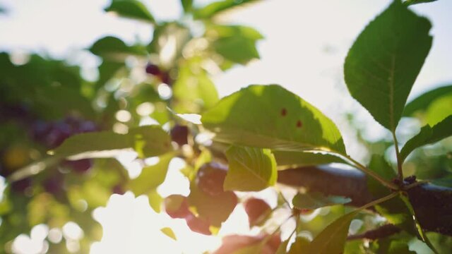 Farmer's female hands pick ripe cherries. Home farmstead. Cherries ripen in the sun. Fresh and healthy fruits on a tree. Picking cherries.