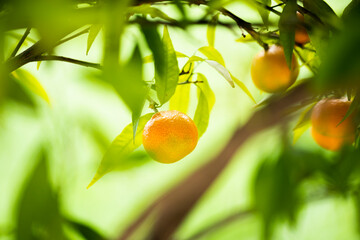Close-up view of a tangerine with a beautiful green background.