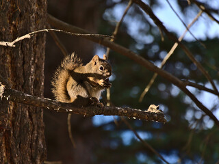 Cute American red squirrel (Tamiasciurus hudsonicus) eating on the branch of a coniferous tree in the afternoon sun in a forest near Jasper, Canada.
