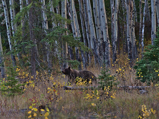 Female grizzly bear (Ursus arctos horribilis) with brown fur walking through forest in autumn with...