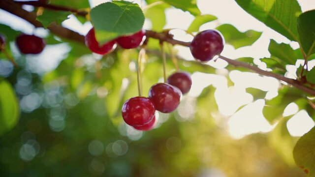 Ripe fruits hanging from a cherry tree branch. Sun shining through the branches of the sweet cherry. Great harvest. Branch in early summer. Gardening. Home farmstead.