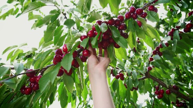 Cherries hanging on a cherry tree branch. Woman picking cherries from tree. Gardening. Summer fruit garden. Harvest time.
