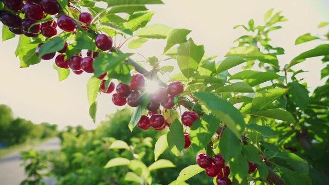 Sun shining through the branches of the sweet cherry. Ripe fruits hanging from a cherry tree branch. Great harvest. Branch in early summer. Gardening. Home farmstead.
