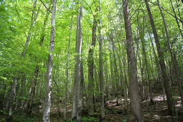 Obraz premium BAYERN