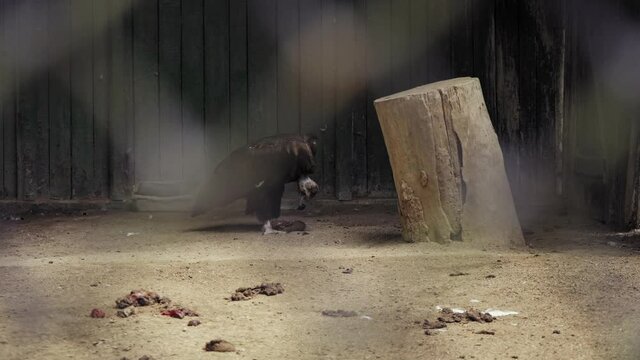 Vulture Feeding. A bird of prey eats carrion. Bird watching. Ornithology. The scavenger eats meat.