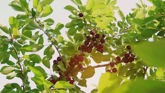 Sun shining through the branches of the sweet cherry. Great harvest. Ripe fruits hanging from a cherry tree branch. Branch in early summer. Gardening. Home farmstead.