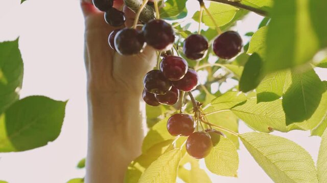 Tasty red cherries on a tree. Female hands are picking ripe cherries. Sun shining through the branches of the sweet cherry. Harvest time. Home farmstead. 