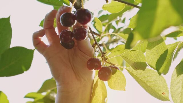 Female hands are picking ripe cherries. Gardening. Summer fruit garden. Harvest time. Home farmstead. Tasty red cherries on a tree.