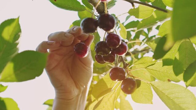 Picking cherries. Farmer's female hands pick ripe cherries. Fresh and healthy fruits on a tree. Home farmstead. Cherries ripen in the sun. 
