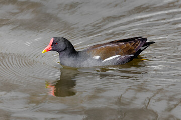 great crested grebe