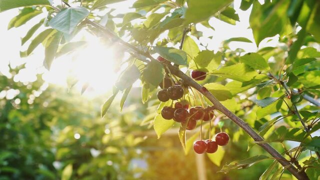 Ripe fruits hanging from a cherry tree branch. Sun shining through the branches of the sweet cherry. Great harvest. Branch in early summer. Gardening. Home farmstead.