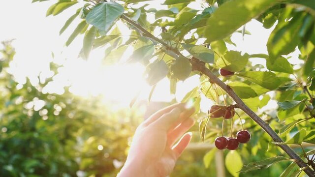 Cherries ripen in the sun. Sun shining through the branches of the sweet cherry. Farmer's female hands pick ripe cherries. Home farmstead.
