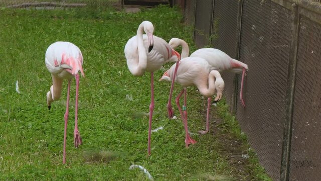 A small group of flamingos on a green lawn. Pink leggy bird. Exotic bird. Poultry farm. Romantic flyers.