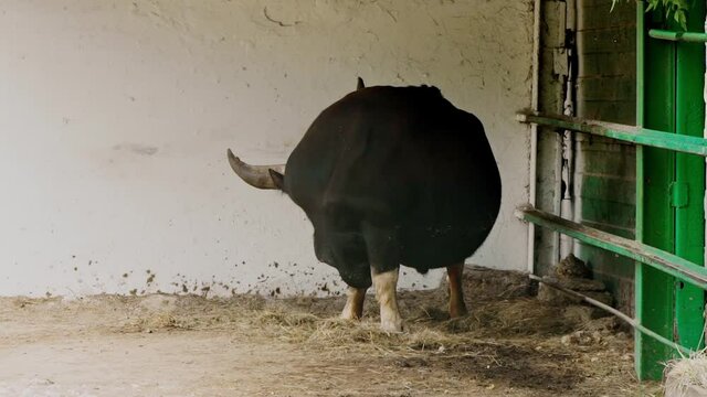 A bull in a paddock on a farm. Massive black bison on the ranch. Horned beast.