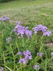 Obraz premium Purple flowers in the garden