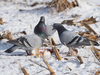 雪が積もった畑でコーンをついばむ鳩