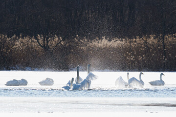 凍ったウトナイ湖の上で水浴びをする白鳥 © mad_8708