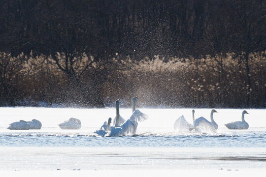 凍ったウトナイ湖の上で水浴びをする白鳥