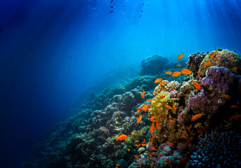 CORAL REEF 3
